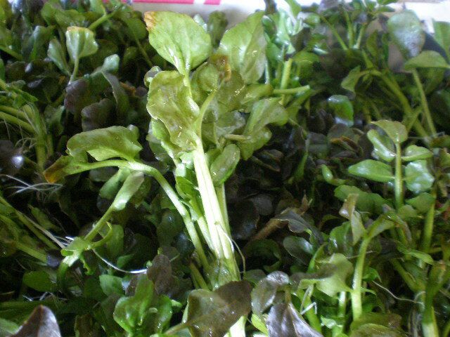 北海道◇道東　天然　山菜　クレソン　釧路の山より採取　500gのサムネイル