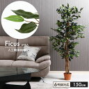 【楽天スーパーSALE10%OFF】フェイクグリーン 人工 観葉植物 フィカス 高さ 150cm 6号鉢対応 人工 造花 フェイク グリーン シンプル オフィス...