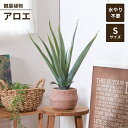 【値下げSALE】人工観葉植物 フェイクグリーン 観葉植物 アロエ S セメントポット 卓上 インテリアガーデン 手入れ不要 おしゃれ 人工植物