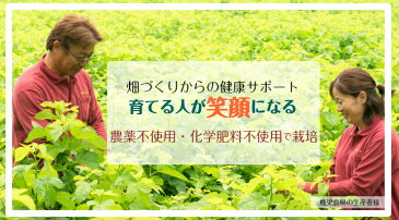 2個セット20%オフ 送料無料 有機JAS認証の桑葉青汁 1.5g×60包 120包 鹿児島県産100% 糖質が気になる方の食事のお供に 有機栽培・化学肥料不使用 桑茶粉末タイプ