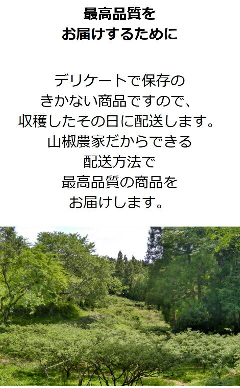 【和歌山県産】ぶどう山椒500g実山椒産地直送山椒の実紀州和歌山国産生山椒青山椒