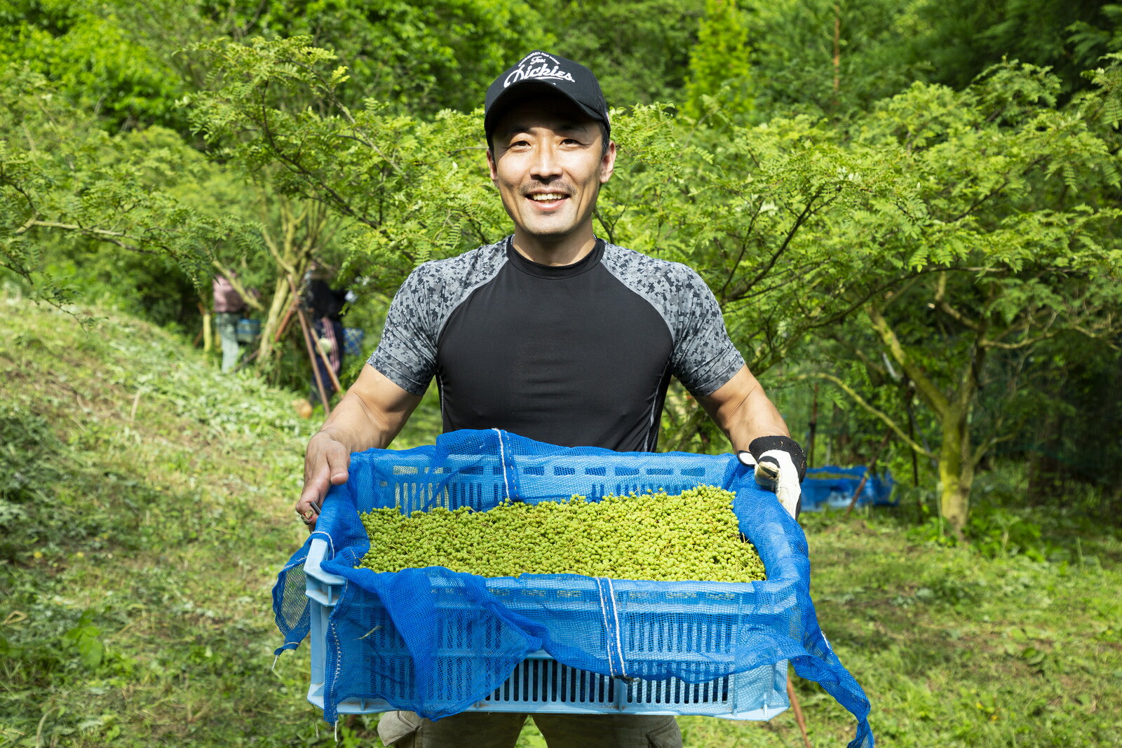 【和歌山県産】ぶどう山椒500g実山椒産地直送山椒の実紀州和歌山国産生山椒青山椒
