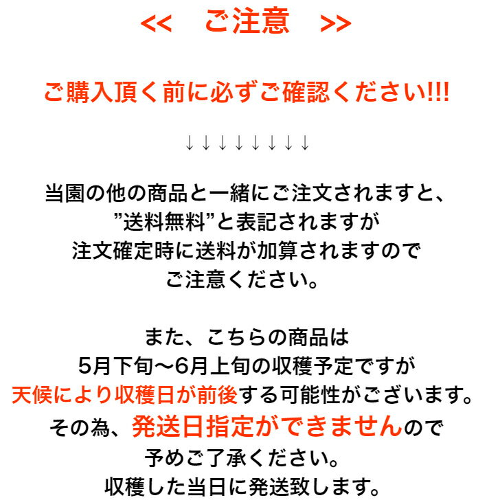 【和歌山県産】ぶどう山椒500g実山椒産地直送山椒の実紀州和歌山国産生山椒青山椒