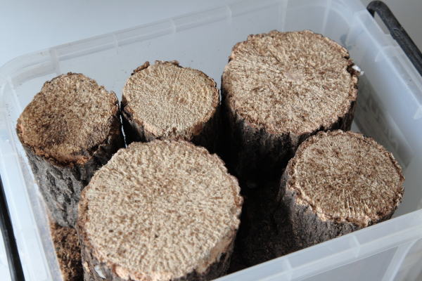 不動技研『ノイ150C（F2132）』