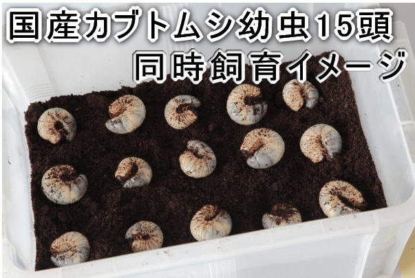 コンテナケース【ソリッドボックス(旧NEU*ノ...の紹介画像2
