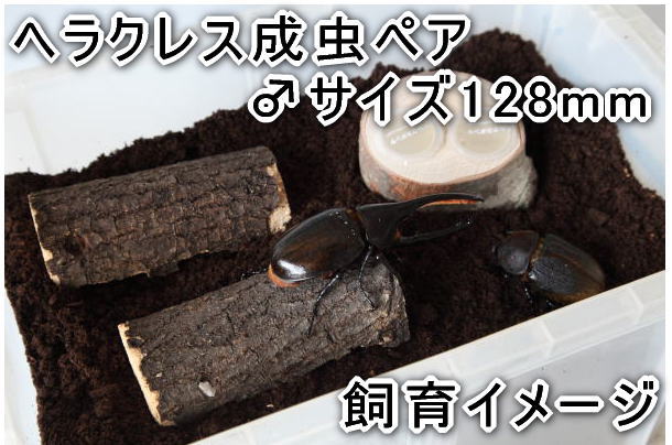 コンテナケース【ソリッドボックス(旧NEU*ノ...の紹介画像3