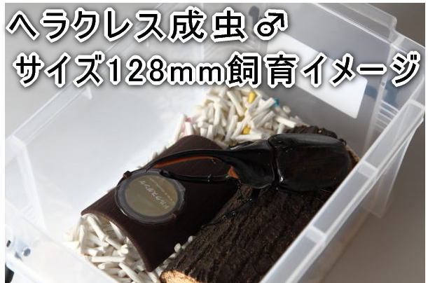 コンテナケース【ソリッドボックス(旧NEU*ノイ)】50★3.4リットル