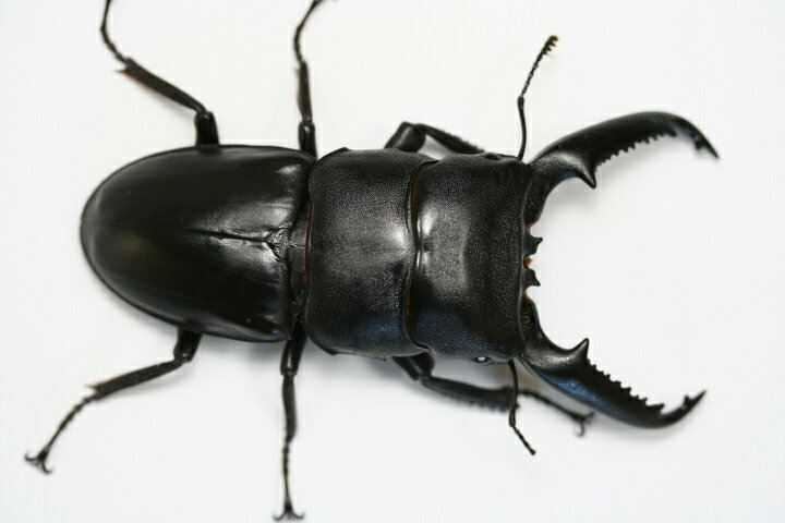 �ڵ쥿����Ver.1�ۿ��������༣�ҥΥ��ޥå�/10��åȥ�������