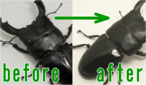 ���˼��֥饷���������к���