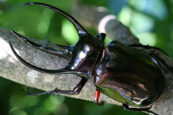 【WD】ジャワ産コーカサスオオカブト♂110mmペア