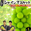 シャインマスカット 産地直送 2房 約1kg 送料無料 山梨県勝沼産 果物 ぶどう ブドウ 葡萄 マスカット 高級 大粒 種なし 皮ごと 高糖度 贈呈 贈答 贈...
