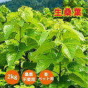 生桑の葉 2kg 約500枚 (山梨県市川三郷町産 農薬不使用桑) ペット エサ お蚕さん 蚕のエサ 亀 カメのエサ ウサギ うさぎのエサ ペットの餌 おやつ 桑 桑葉 桑の葉 くわ くわの葉 農薬不使用 新鮮 桑郷