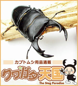 菌糸ビン入 初心者にオススメ国産オオクワガタ幼虫飼育セット◆オオクワガタ幼虫1頭+菌糸ビンE-1100オス、メス判別していません【0731ペット】(虫)