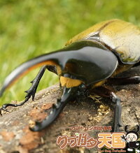 世界最大級カブトムシの王様 ヘラクレスヘラクレス成虫ペア オス125mmup Cb オス 1 メス 1 虫 ペット ペットグッズ おがくず Cb オス 1 メス 1 虫 世界最大級カブトムシの王様 ヘラクレスヘラクレス成虫ペア オス125mmup Cb オス 1 メス 1 虫 ペット ペットグッズ おがくず Cb オス 1 メス 1 虫