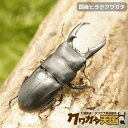 国産ヒラタクワガタペアオス60mmUP(埼玉県産)WF1※値引きセール中!!4,556円→4,100円!!(虫)