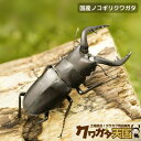 国産ノコギリクワガタペアオス60mmUP(野外採取WD)群馬県産(虫)