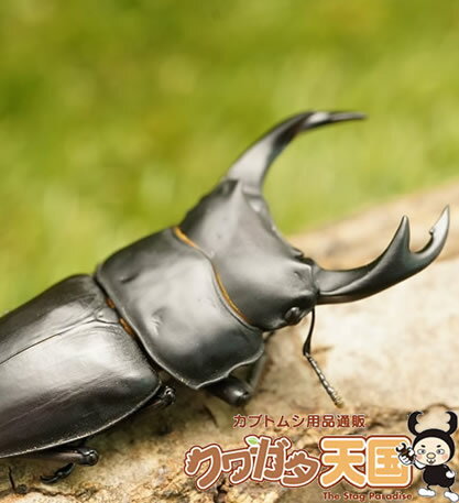 楽天市場】阿古谷 オオクワガタ(ペット・ペットグッズ)の通販