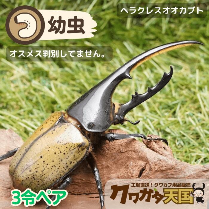 ◆H.ヘラクレス幼虫（3令）ペア＊オス1頭、メス1頭セット 【グアドループCB】(虫) の商品画像