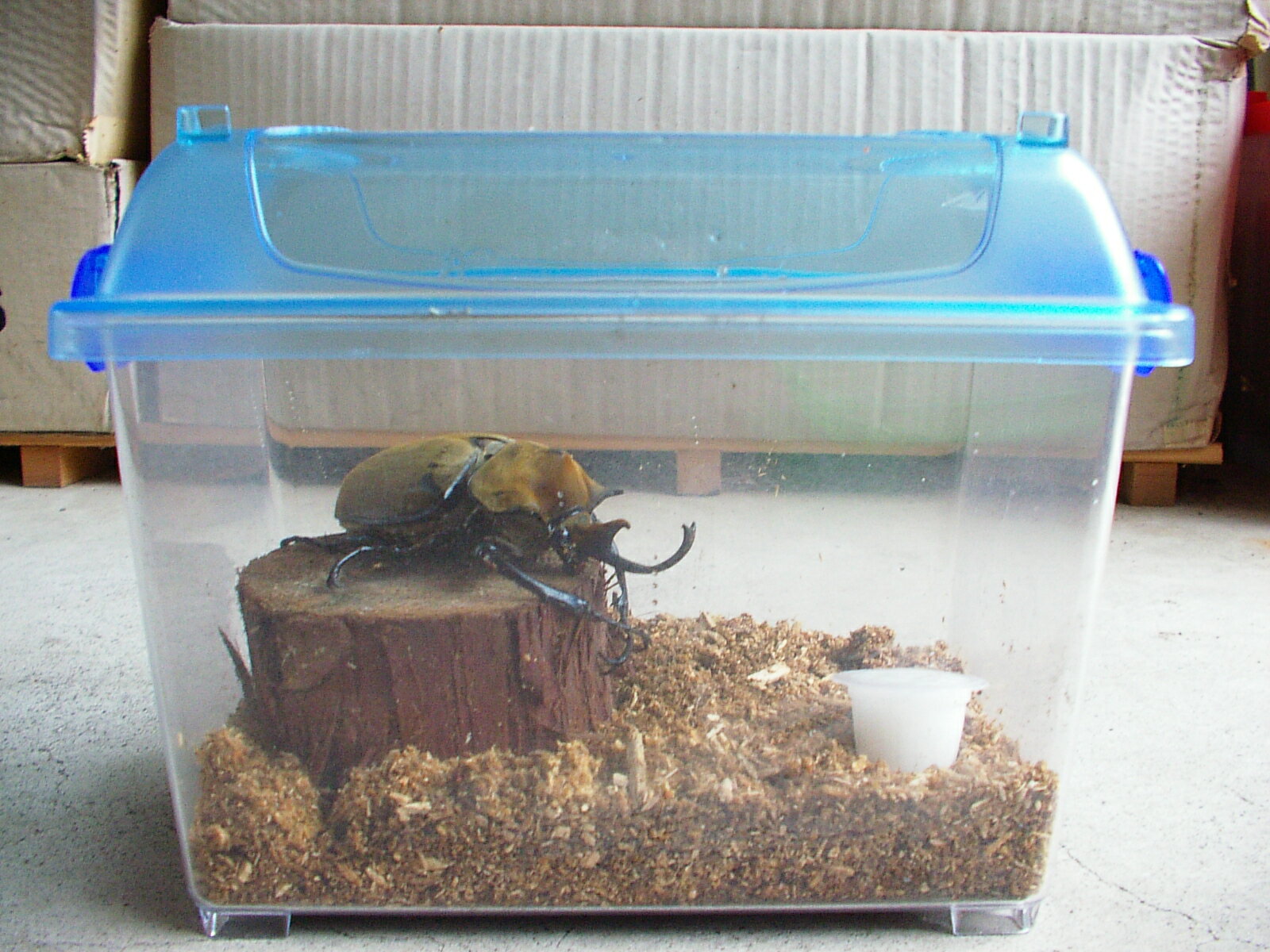 スグレモノ！次世代飼育ケース視界クリアでお手入れ簡単◆クリーンケースM