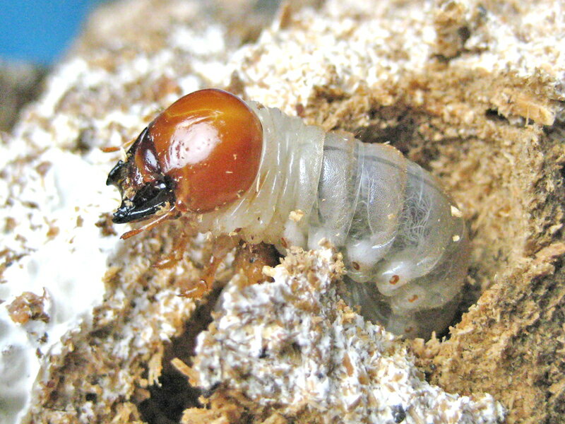 菌糸ビン入　初心者にオススメ国産オオクワガタ幼虫飼育セット◆オオクワガタ幼虫1頭+菌糸ビンE-1100オス、メス判別していません【0731ペット】(虫)