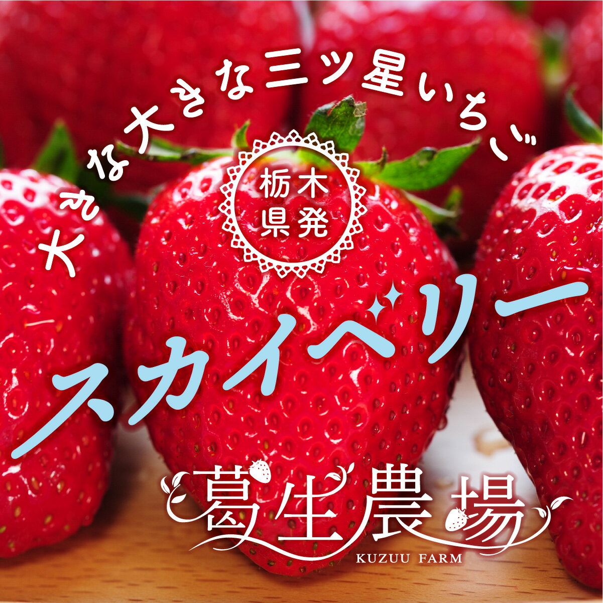 栃木県産いちご「スカイベリー」 葛生農場 平パック2セット/お取り寄せ/フルーツギフト/果物/フルーツ/詰め合わせ/農園直送/ストロベリー/お祝い/フルーツセット/ギフト/贈り物/苺/プレゼント/栃木県産いちご