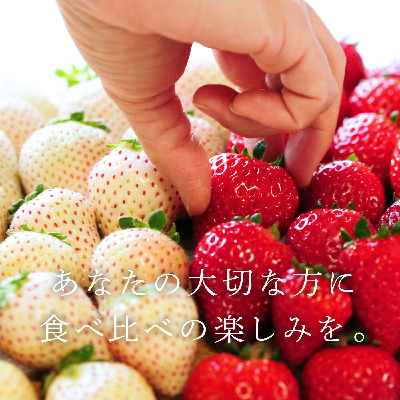 ���ڸ���������餤�����֤Ȥ��������ס֥ߥ륭���٥꡼��£���� �������� 1�ѥå�9��16γ����꤫�����ѥå�2���å�/£����/������/��ʪ/�ե롼��/�ͤ��碌/����ľ��/���ȥ��٥꡼/�ǹ��/���ˤ�/�ե롼�ĥ��å�/���ե�/£��ʪ/�������/��/�ץ쥼���/���ڸ���������