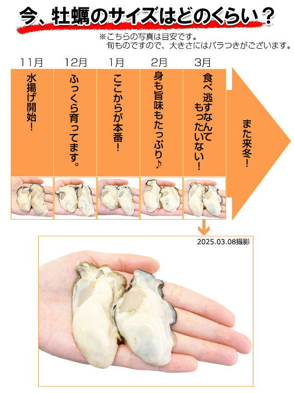 広島牡蠣 【広島県産 生かき 殻付かき 100個】広島産 生牡蠣 （K14） ※代引不可