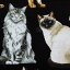 輸入 USAコットン 生地 アソーテッド リアリスティック キャッツ C8050-BLACK 猫 ねこ ネコ キャット タイムレストレジャーズ 商用利用可能 230円