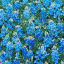 輸入 USAコットン 生地 布 パックドブルーボンネッツ C7572-BLUE ルピナス 花畑 花柄 タイムレストレジャーズ 商用利用可能