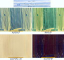 ふんわりやわらか ダブルガーゼ生地 naniIRO Textile Basic ナニイロ 伊藤尚美 JG10390 SAAAA SAAA rondo ストライプ柄 リニューアル 商用利用不可