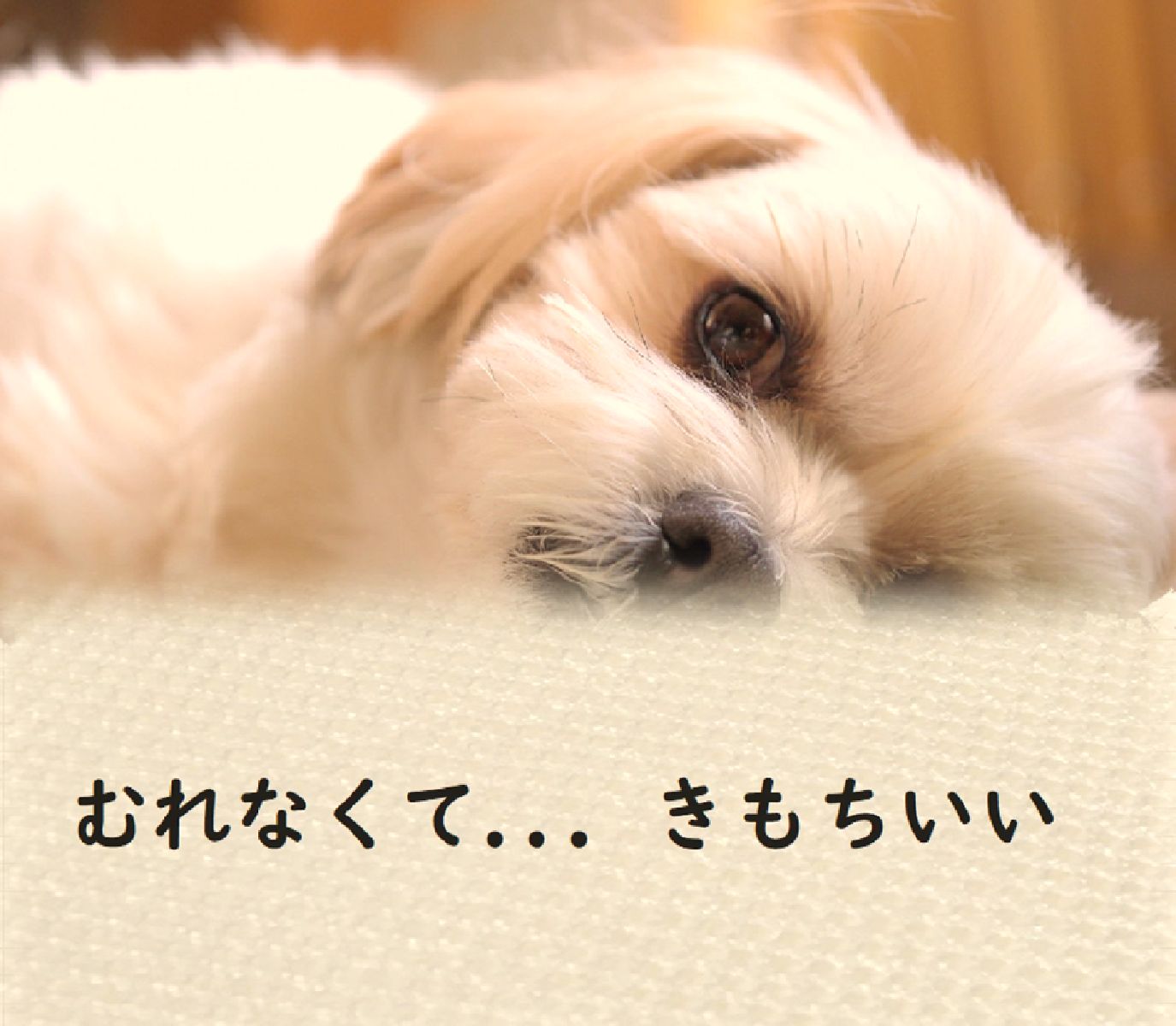 定番 21 ドッグケアマット ペット用 エアー マット ベッド 老犬 体圧分散 大型犬 中型犬 標準xlサイズ 横136 縦 犬 床ずれ防止 マット ベッド 高反発 厚め5 0cm ペットケアマット ブレスエアー 定番 21 ドッグケアマット ペット用 エアー マット ベッド 老犬 体圧分散 大型犬 中型犬 標準xlサイズ 横136 縦 犬 床ずれ防止 マット ベッド 高反発 厚め5 0cm ペットケアマット ブレスエアー
