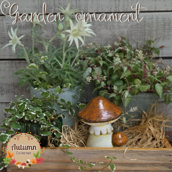 ԡ̸ꥪʥȡեʥ [852-1213] Τ Υ mushroom ǥ󻨲 ƫ ƥꥢ ƥ ʪ İ ...