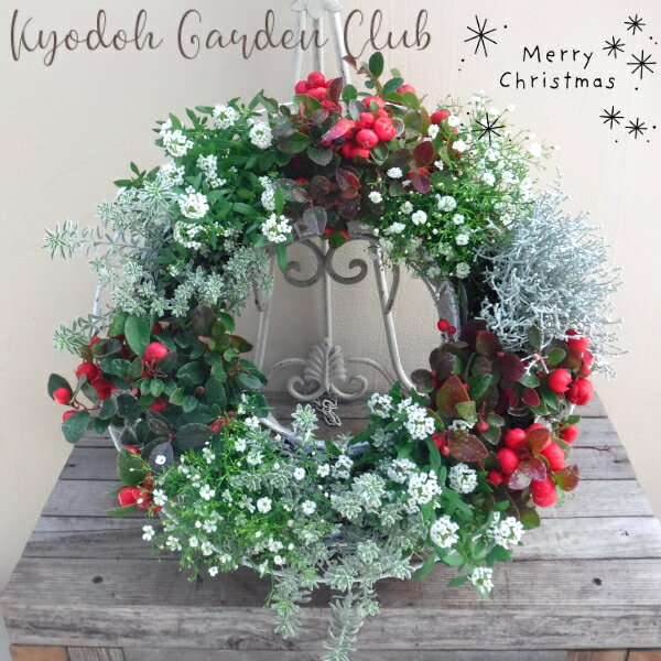 【クリスマスの寄せ植え・リース】季節の寄せ植え クリスマス X'mas クリスマスリース 季節の花苗 ハン..