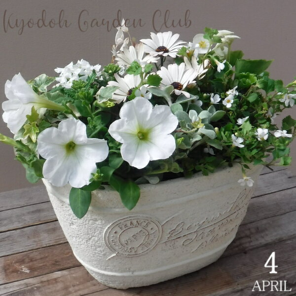 【寄せ植え】季節の寄せ植え 季節の花苗 鉢植え[100-3013-23] プロの寄せ植え プレゼント 誕生日 母の日 父の日 ギフト お祝い 贈り物 おしゃれ かわいい ファイバーストーン 送料無料(194-953S-22)のサムネイル