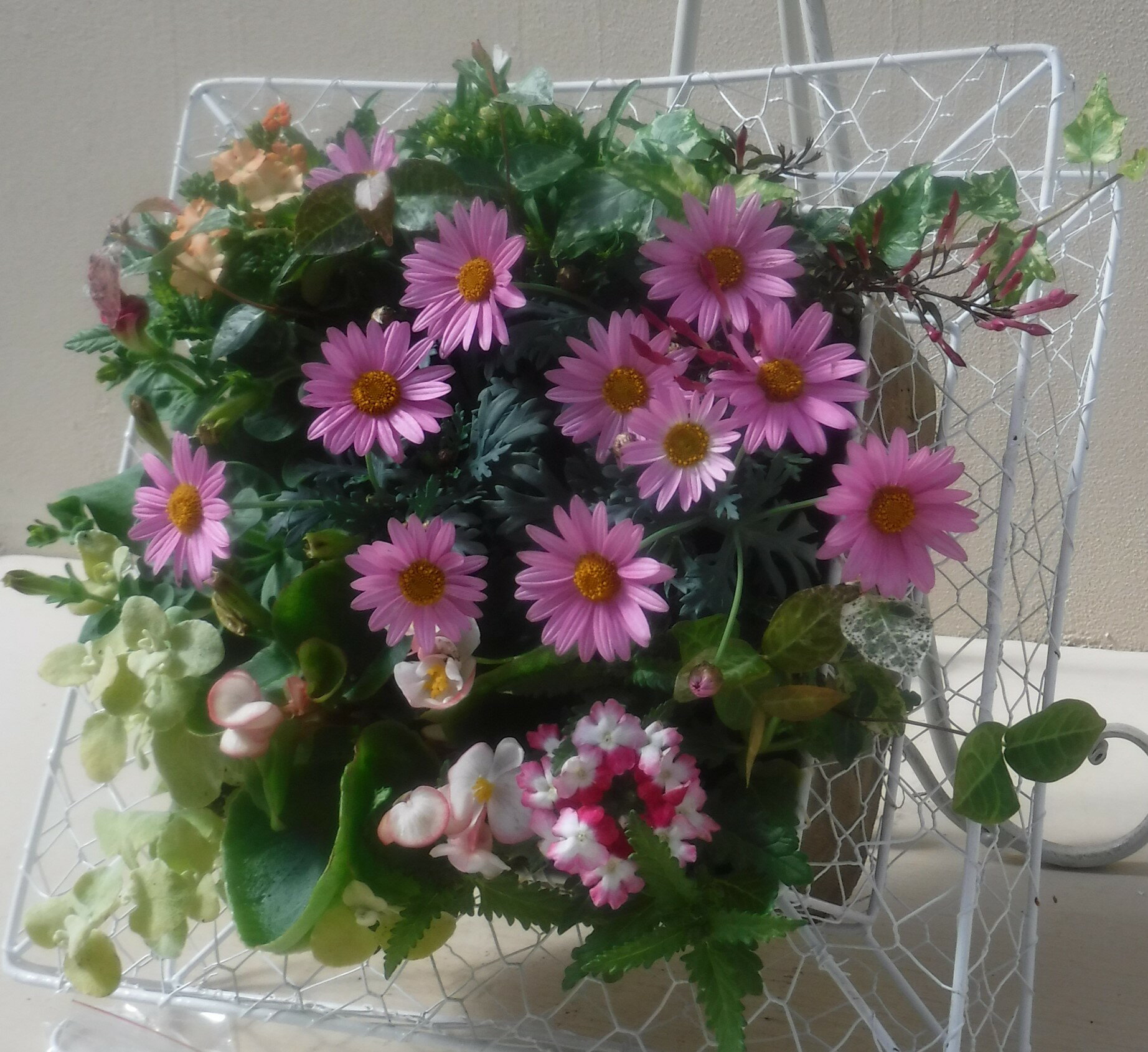 【寄せ植え・リース】季節の寄せ植え/季節の花苗/ハンギング・ワイヤー[100-3015-3] プロの寄せ植え/プレゼント/誕生日/母の日/父の日/ギフト/お祝い/贈り物/おしゃれ/かわいい/(150-102ST)