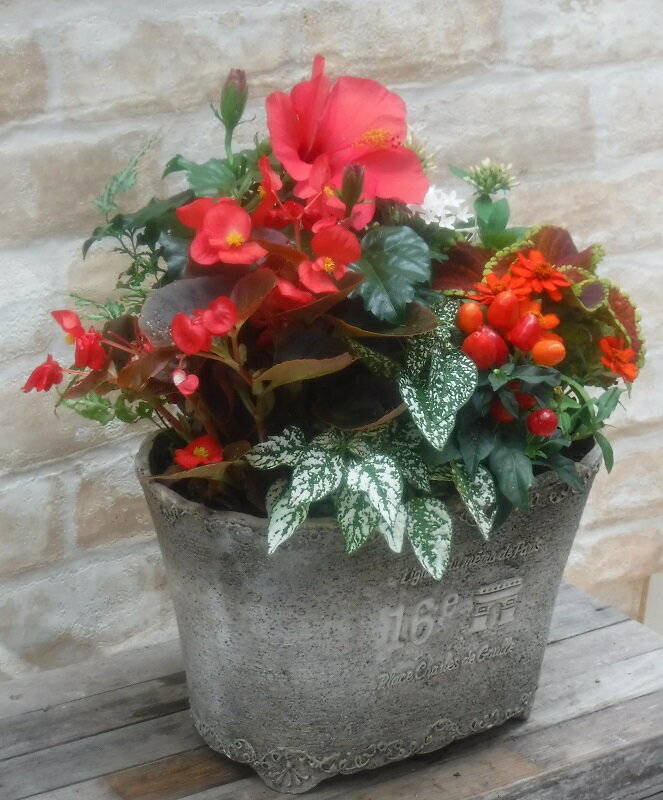【寄せ植え】季節の寄せ植え/季節の花苗/鉢植え[100-3013-2] プロの寄せ植え/プレゼント/誕生日/母の日/父の日/ギフト/お祝い/贈り物/おしゃれ/かわいい/ファイバーストーン(194-942M-92)