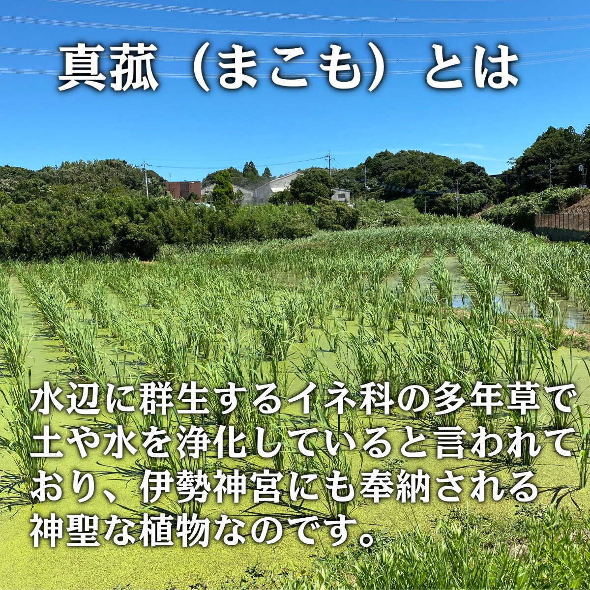 まこも パウダー 100g ×3袋セット 真菰 若葉 国産 無添加 マコモタケ マコモダケ ...