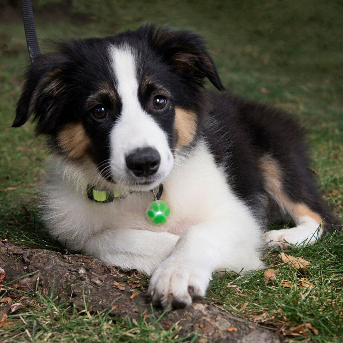 �ʥ��ȥ����� �ڥåȥ�å� �ѥ����꡼�� LED�饤�� �������� �����եƥ��饤�� �ɿ� ��ñ�����å� 24����Ϣ³���� �ץ饹���å� CR927 �ڤ����ǥ����� Wowono! ̵ź�åǥ󥿥륹�ƥ��å�10����