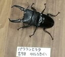 パラワンオオヒラタクワガタ ♂98ミリUP (わけあり 羽開き小)オスのみ 2024年9月羽化 ブルックスポイント ブリード個体【沖縄 北海道は、発送できませ...