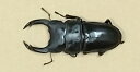 国産オオクワガタ ♂80ミリUP【目立つディンプルあり わけあり】2025年羽化 オス単品【沖縄 北海道は発送できません】