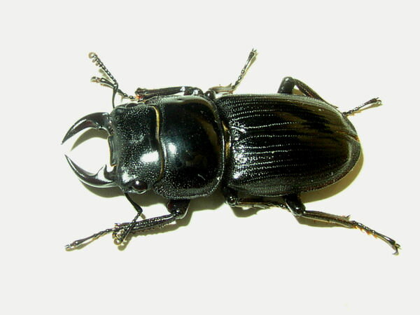 国産オオクワガタ♂35mmUPオス単品2匹セット