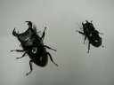 ☆ダイオウヒラタクワガタ ♂80ミリUPペア 東ジャワ 2025年羽化 ブリード個体【沖縄 北海道は、発送できません】