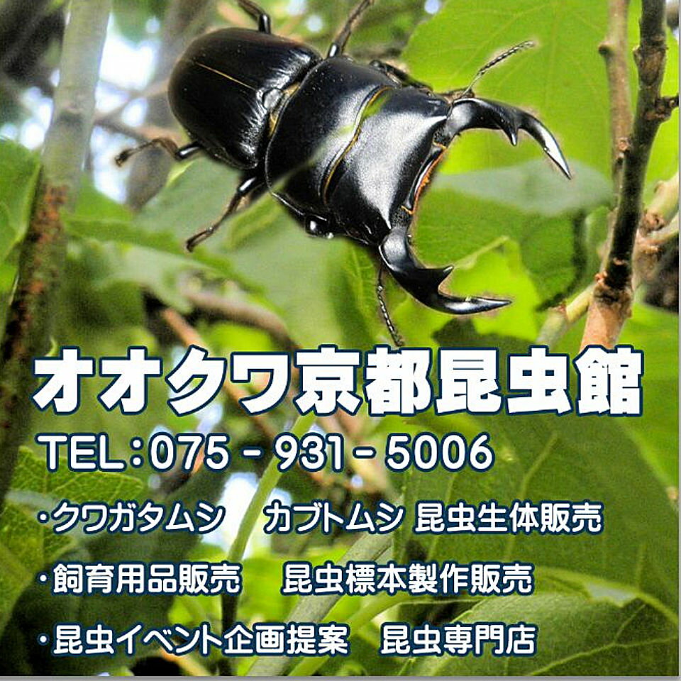 楽天市場 | オオクワ京都昆虫館 - オオクワ京都昆虫館：昆虫飼育用品
