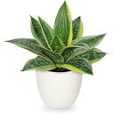 インテリアグリーン 観葉植物 フェイク フェイクグリーン サンスベリア 人工観葉植物 造花 卓上鉢植え テーブルデコレーション エアプランツ おしゃれ ギフト ...