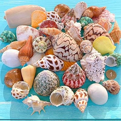 KYOSEAstore㤨֥ե   å ŷǺ ߥå ӡ  վ   Ź  ӡʪ 쥸 DIY 奨꡼ ꡼ѡ ʡפβǤʤ4,280ߤˤʤޤ