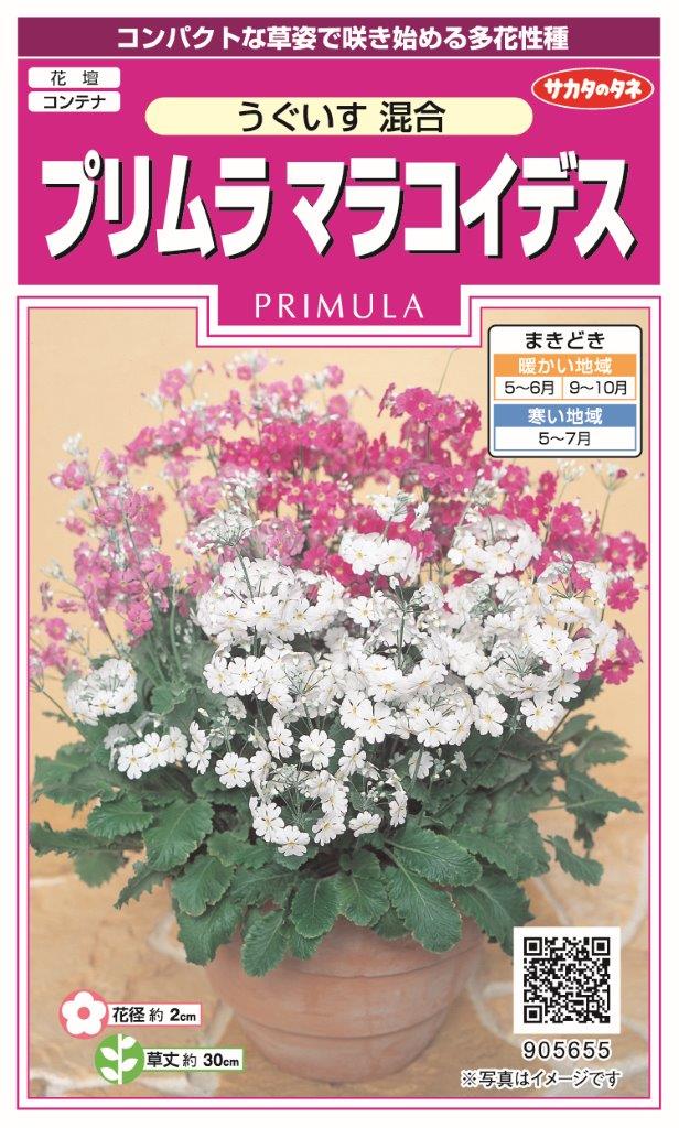 国内一律（離島含む）送料無料サカタのタネ　実咲プリムラ　マラコイデス　うぐいす混合10袋￥3350　　10袋からの採苗本数　約1900本春まき・秋まき