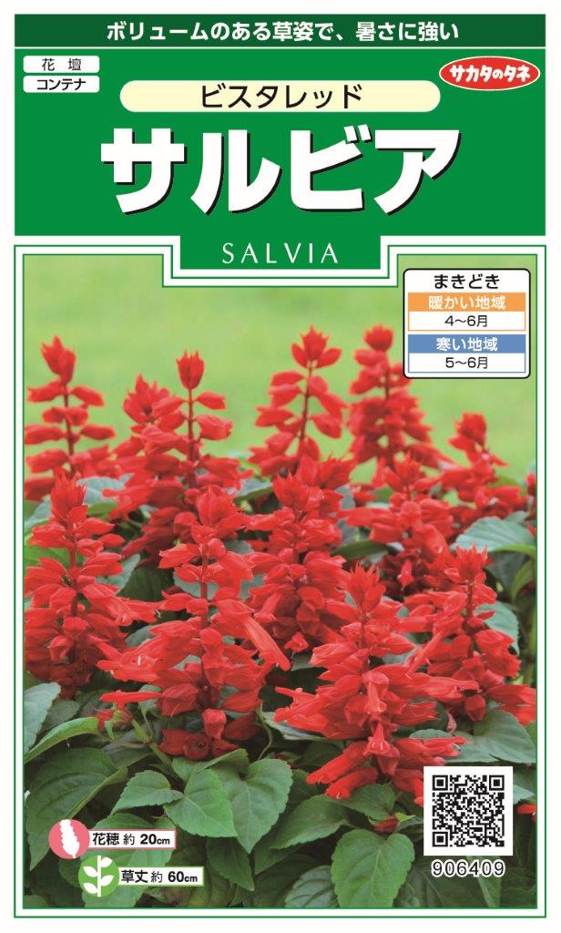 国内一律（離島含む）送料無料サカタのタネ 実咲サルビア ビスタレッド花穂約20cm草丈約40～60cm10袋￥2850 10袋からの粒数目安 約250粒春まき 暑さに強い