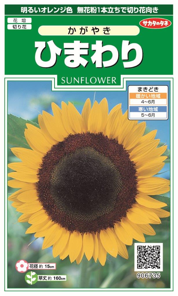 国内一律（離島含む）送料無料サカタのタネ 実咲 ひまわり かがやき10袋￥2850（906-735）10袋からの粒数目安数 約140粒春まき　 1月～6月まで販売です。♪♪・・・花粉が出ない、切り花向きの明るいオレンジ色