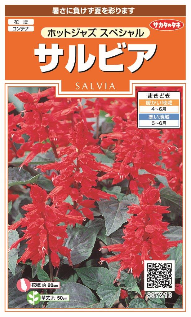 国内一律（離島含む）送料無料サカタのタネ 実咲サルビア ホットジャズ スペシャル中生種・草丈約50cm10袋￥2350　10袋からの採苗本数 約550本春まき 花穂が大きく、花色は 鮮やかな緋赤で花壇や鉢植えに向いています。