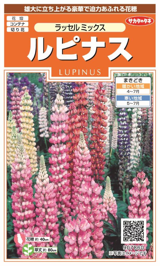 国内一律（離島含む）送料無料サカタのタネ 実咲ルピナス ラッセルミックス10袋￥2350　10袋からの採苗本数 約200本春まき・秋まき